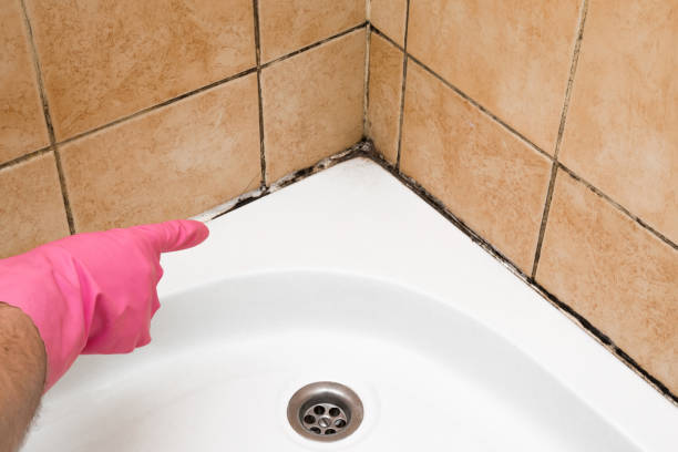 Best Toxic Mold Removal  in St Henry, OH
